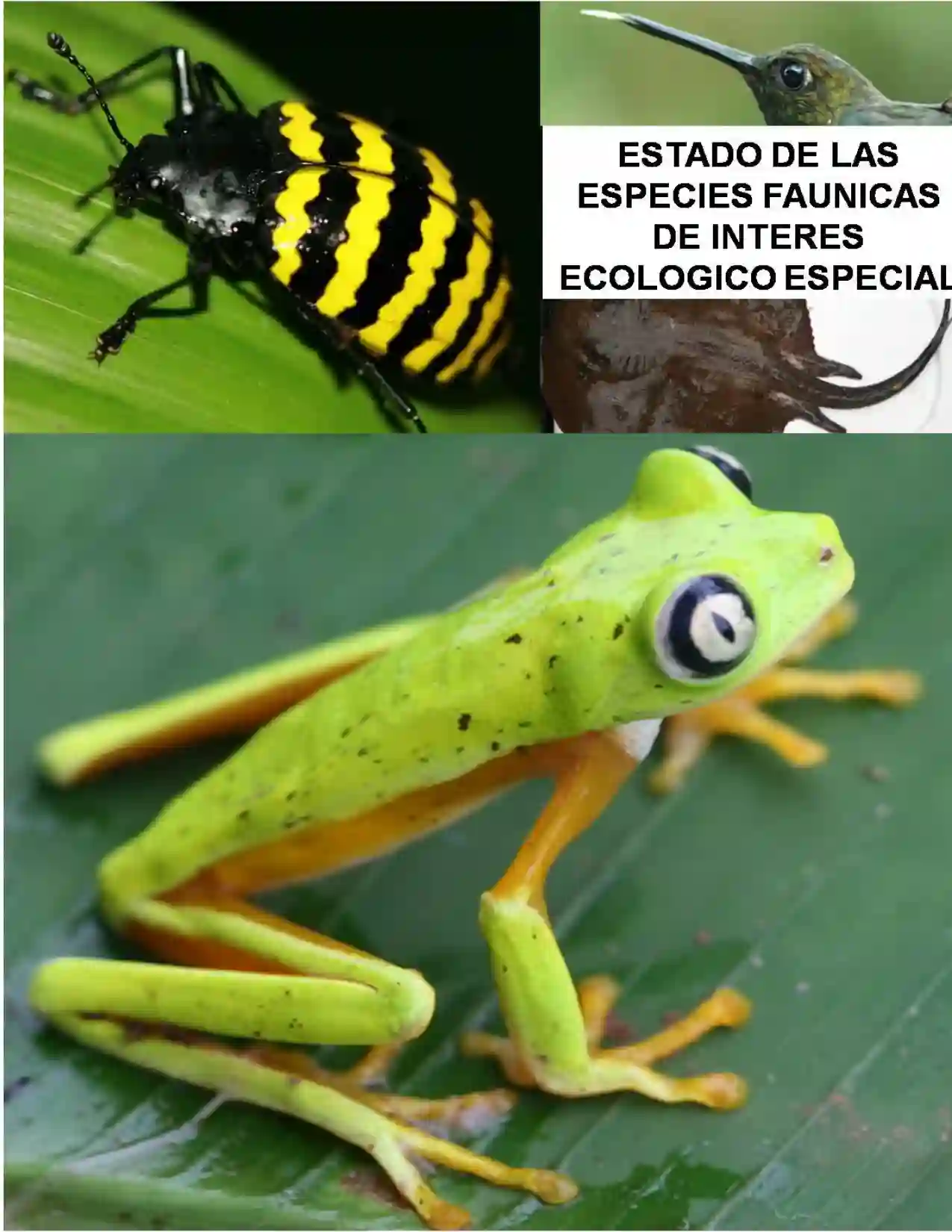 Portada Estado de las Especies Fáunicas de Interés Ecológico Especial