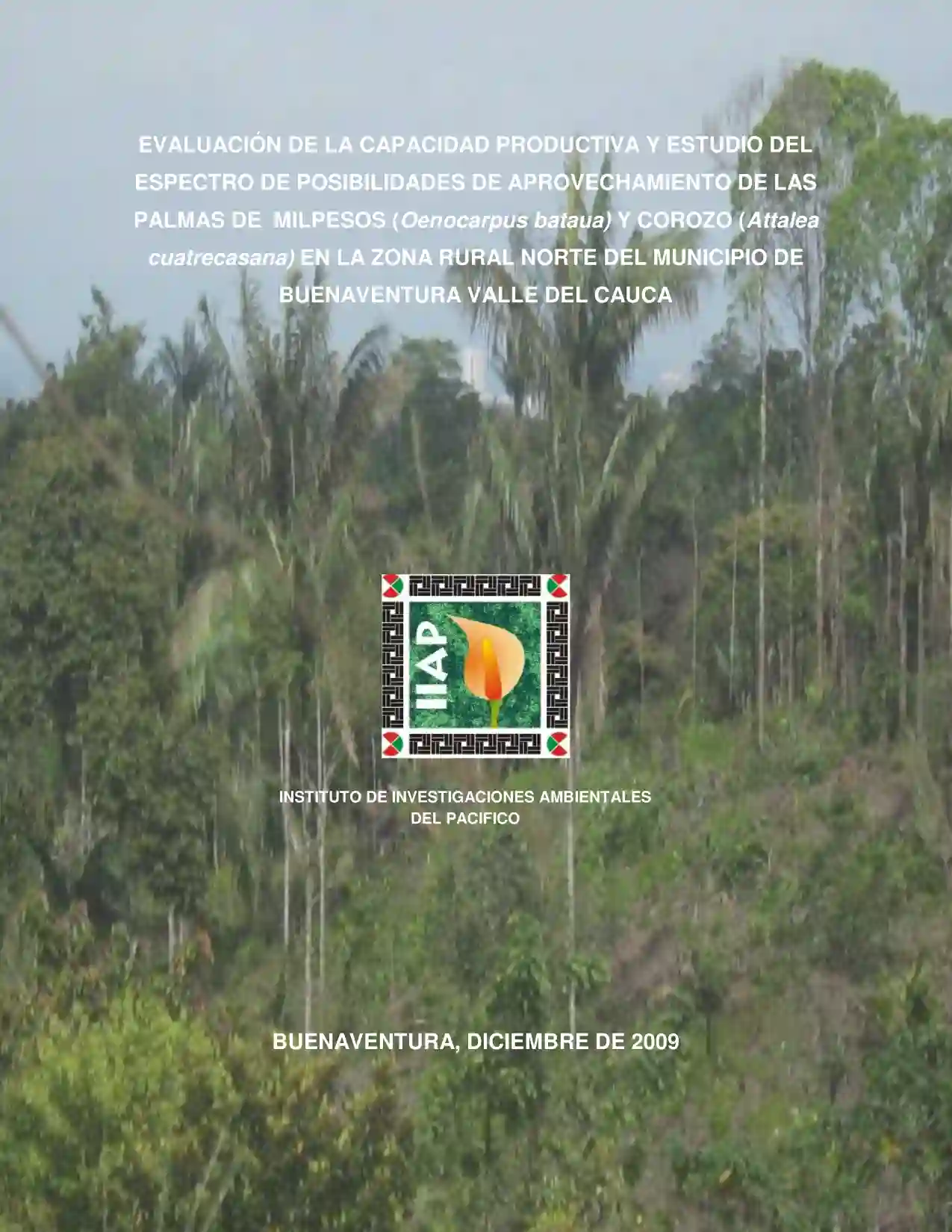 Portada Evaluación de la capacidad productiva y estudio del espectro de posibilidades de aprovechamiento de las palmas de milpesos (Oenocarpus Bataua) y corozo (Attalea Cuatrecasana) en la zona rural norte del municipio de Buenaventura Valle del Cauca