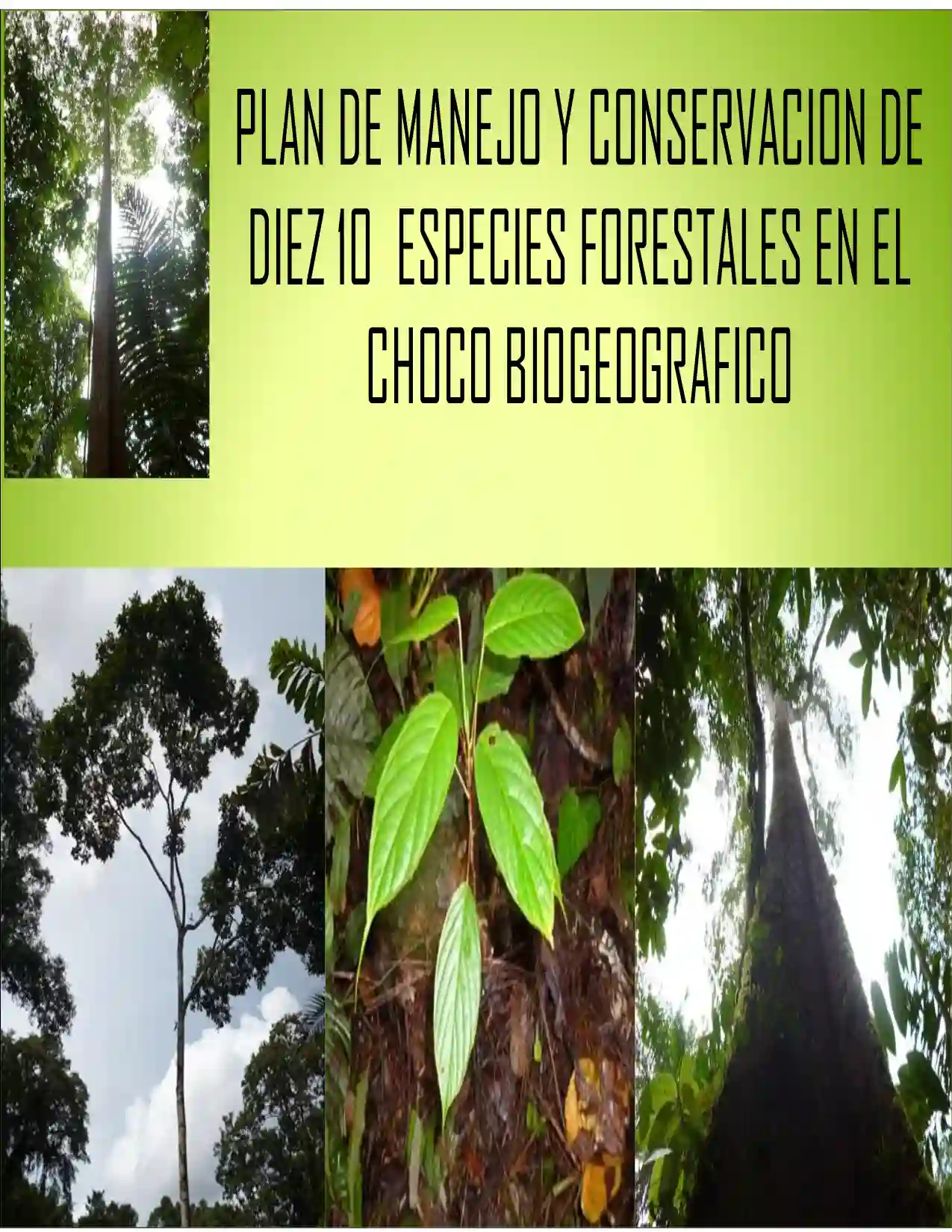 Portada Plan de manejo y conservacion de 10 especies forestales en el choco biogeografico